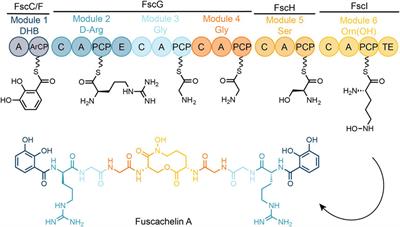 Exploring the selectivity and engineering potential of an NRPS condensation domain involved in the biosynthesis of the thermophilic siderophore fuscachelin